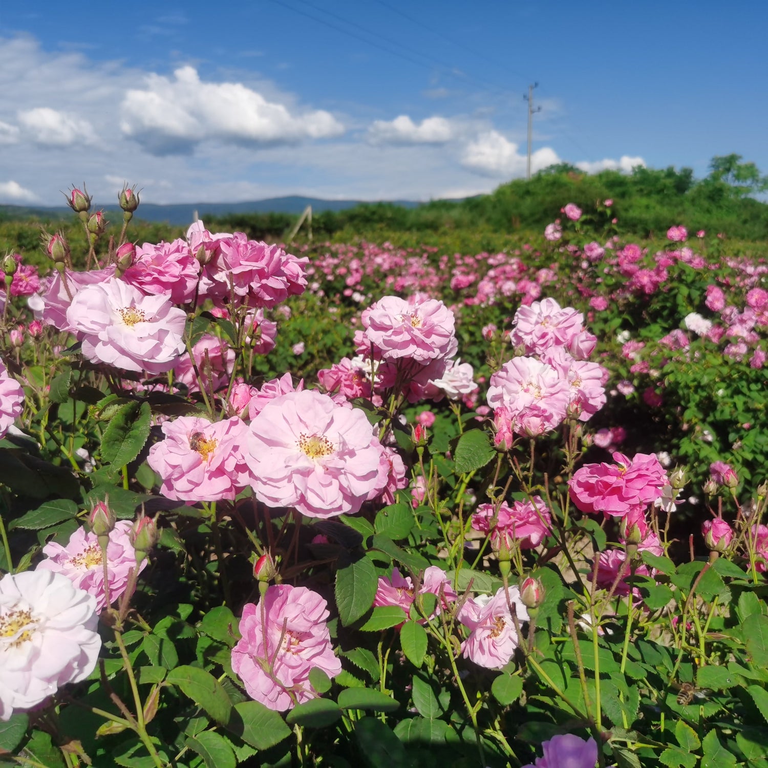 保加利亞玫瑰產品 Bulgarian Products